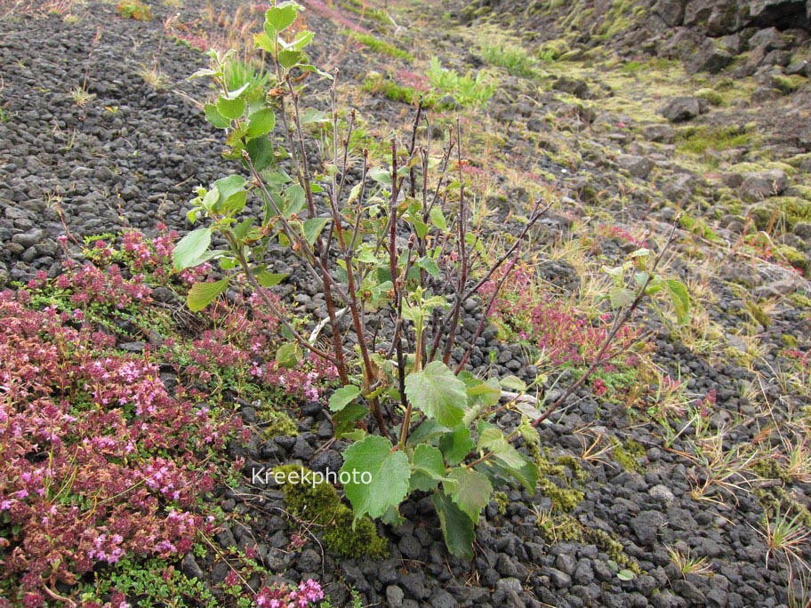 Betula pubescens