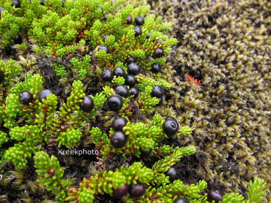 Empetrum nigrum