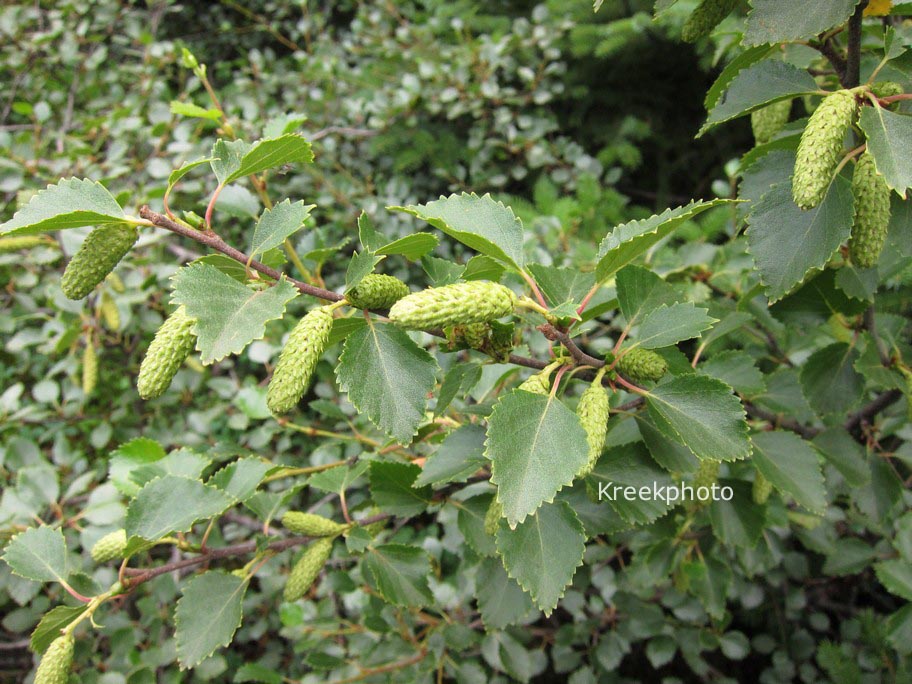 Betula pubescens