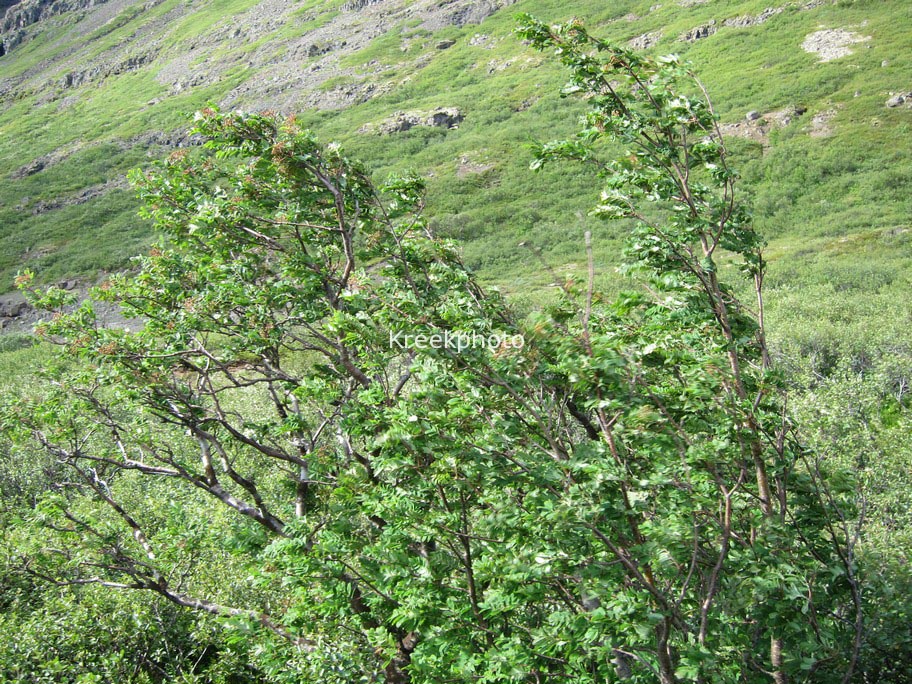 Sorbus aucuparia