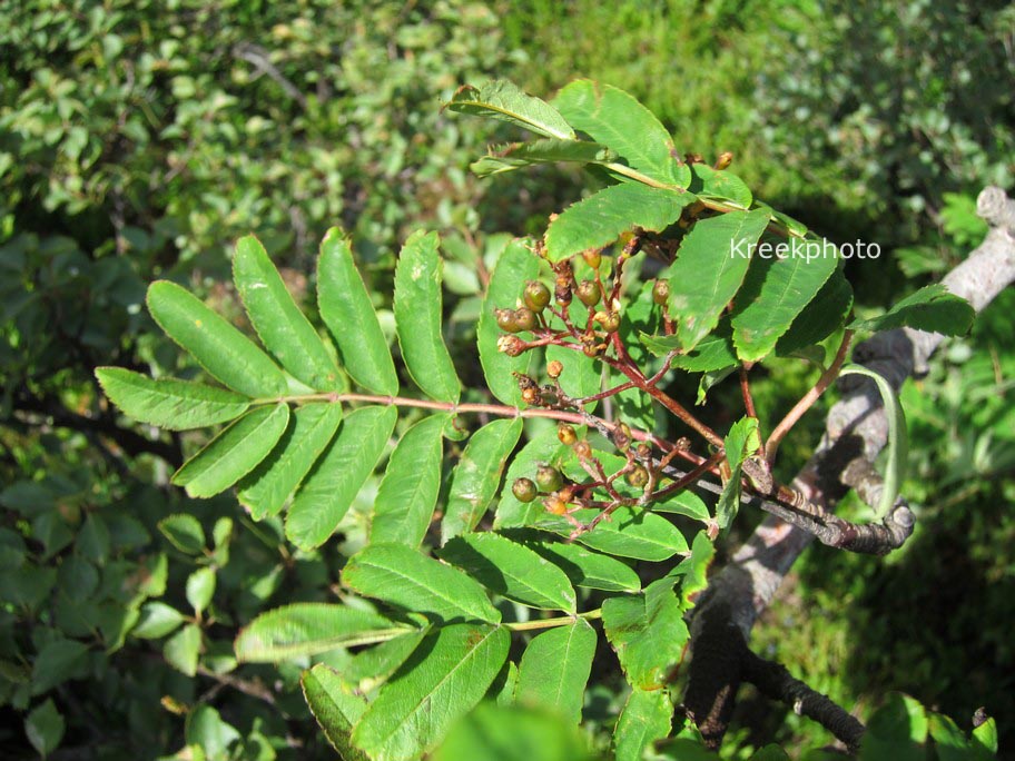 Sorbus aucuparia