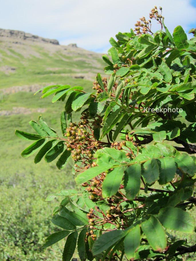 Sorbus aucuparia