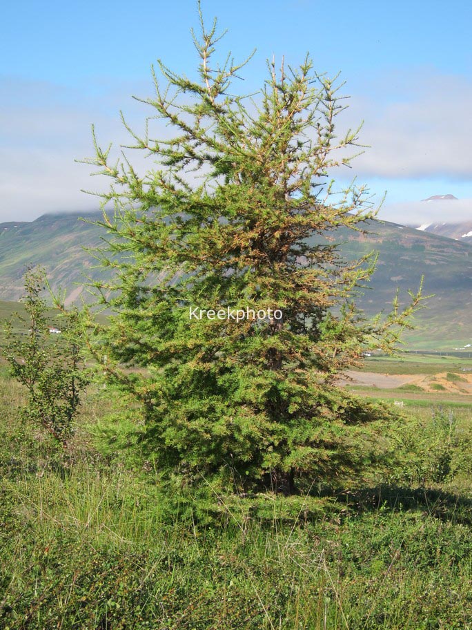 Larix decidua