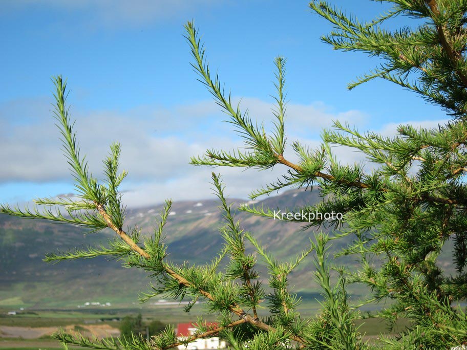 Larix decidua