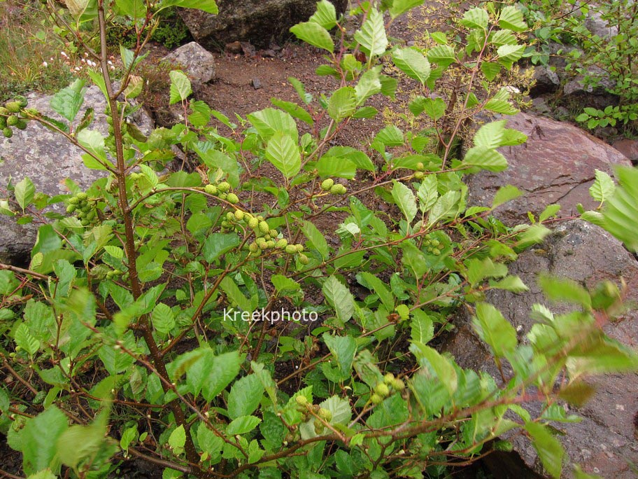 Alnus glutinosa