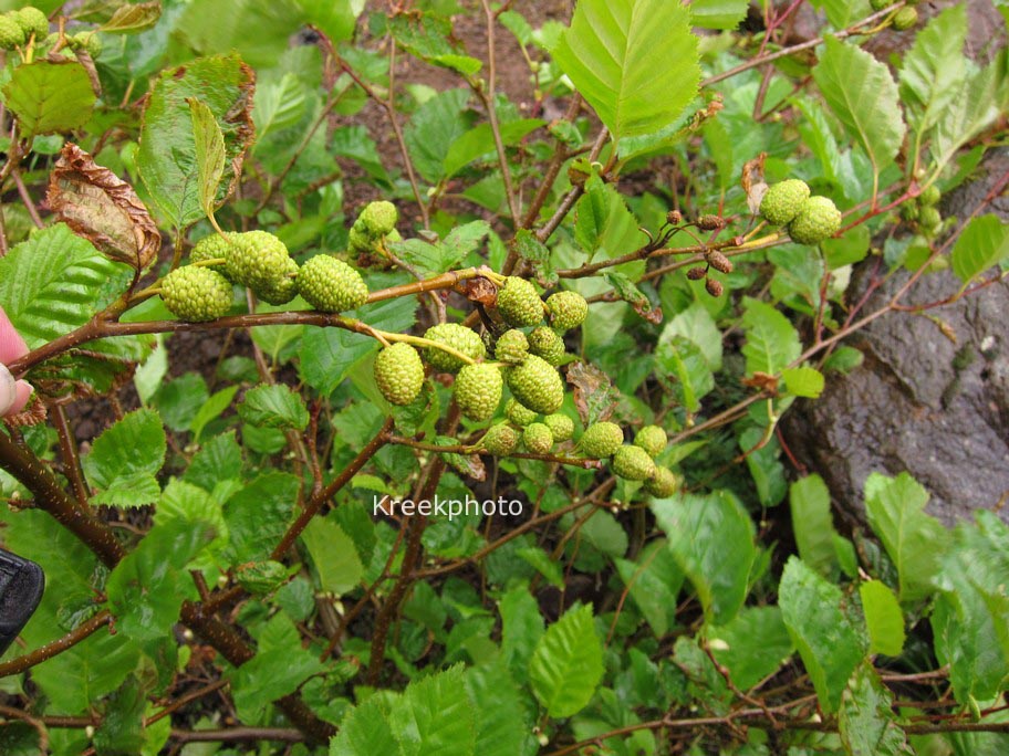 Alnus glutinosa