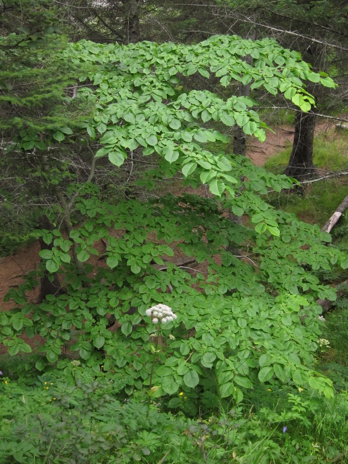 Carpinus betulus