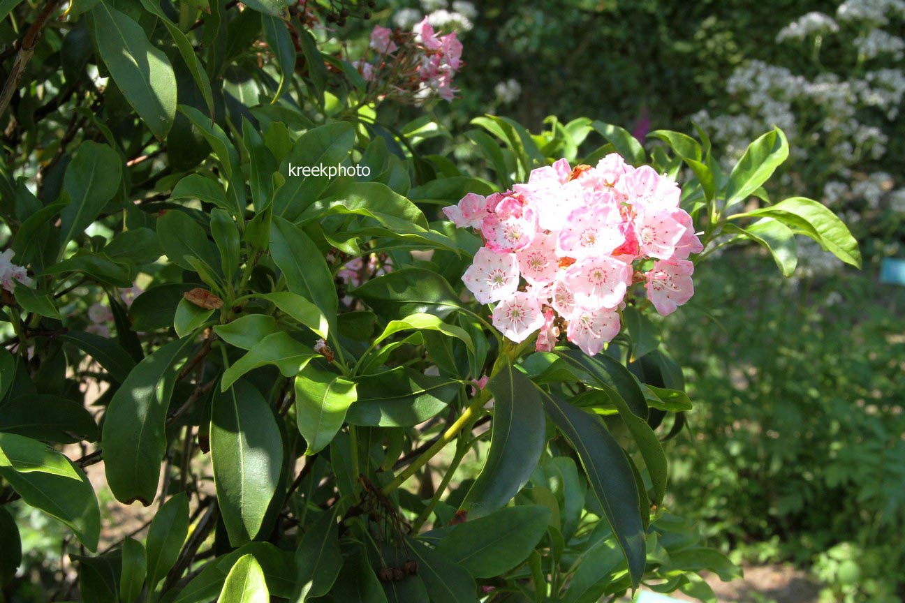 Kalmia latifolia