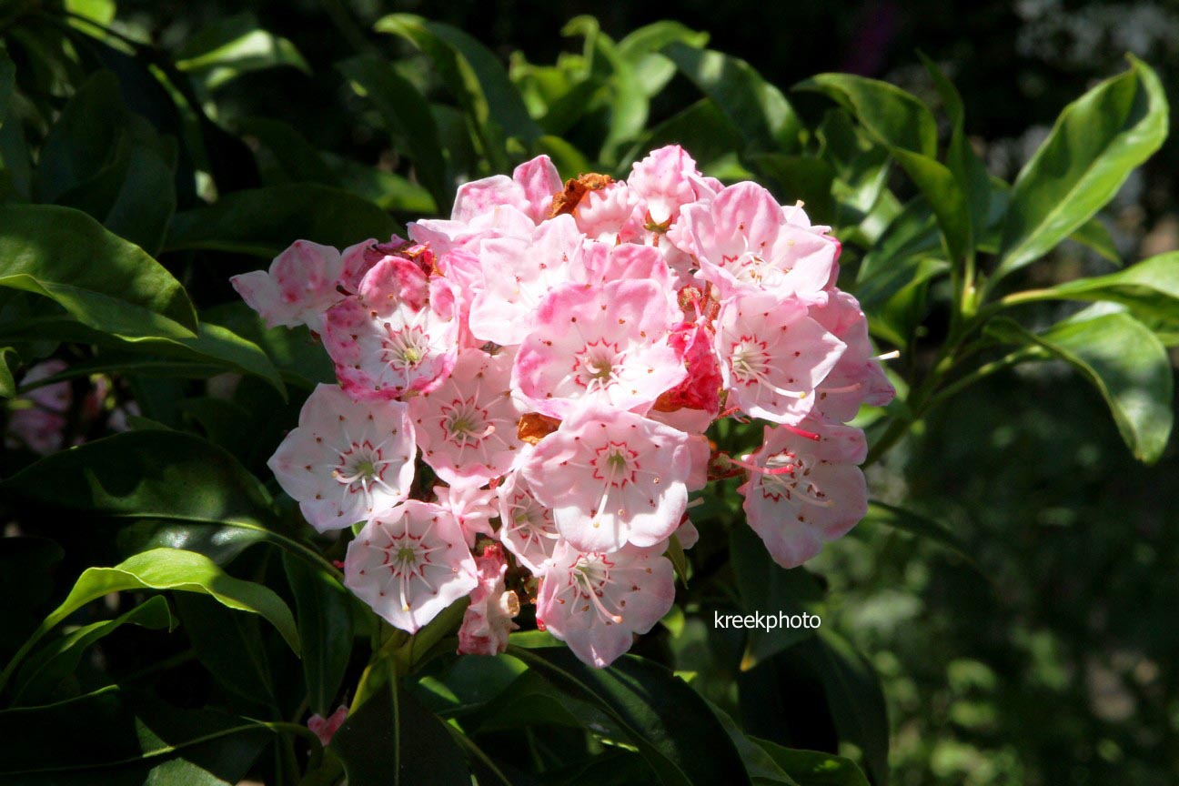 Kalmia latifolia