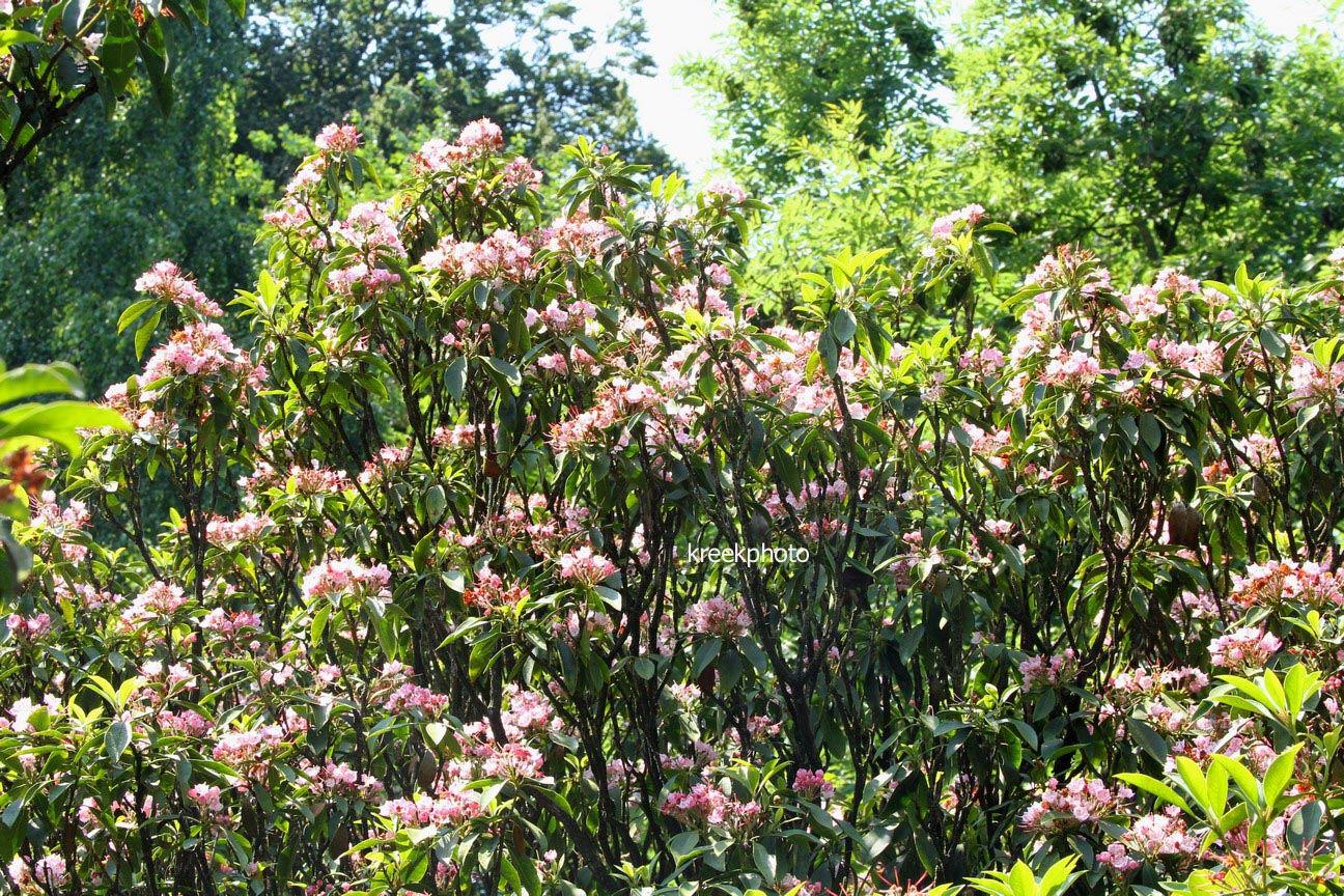 Kalmia latifolia