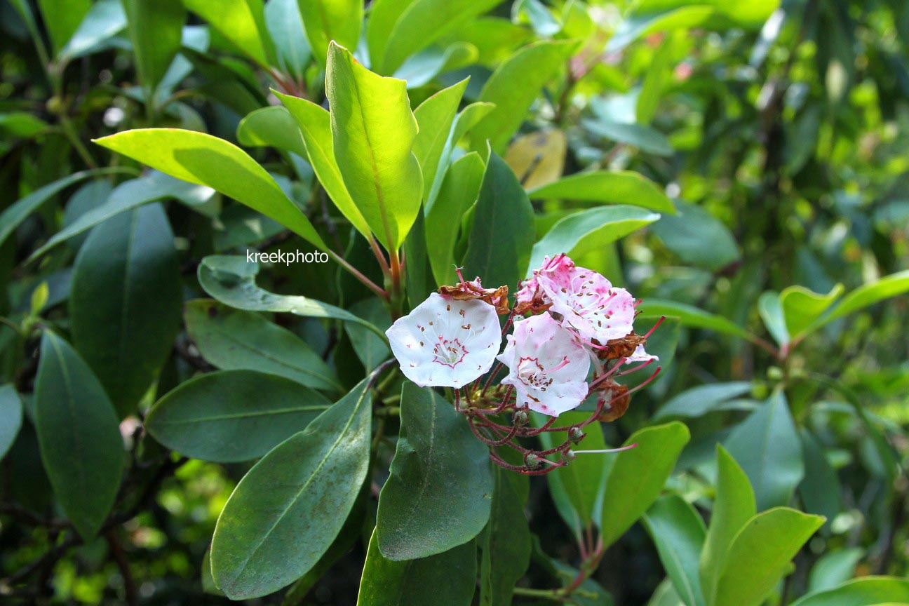 Kalmia latifolia