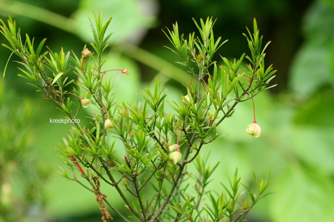 Euonymus nanus