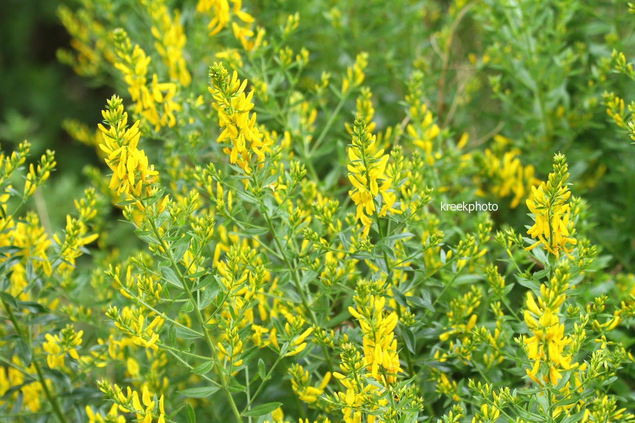 Genista tinctoria