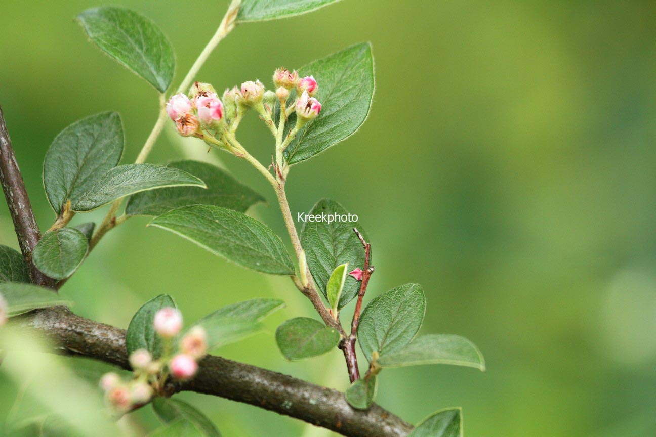 Cotoneaster franchetii