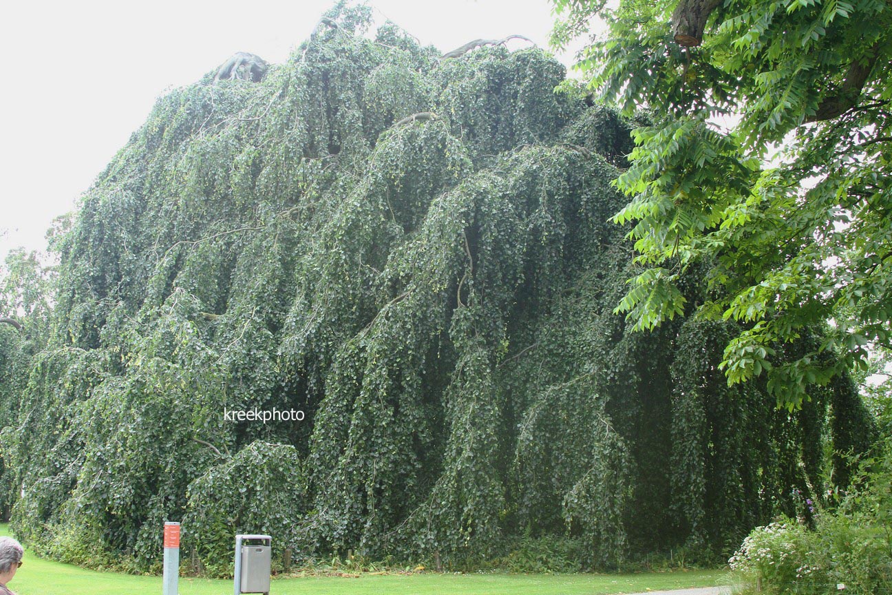 Fagus sylvatica 'Pendula'