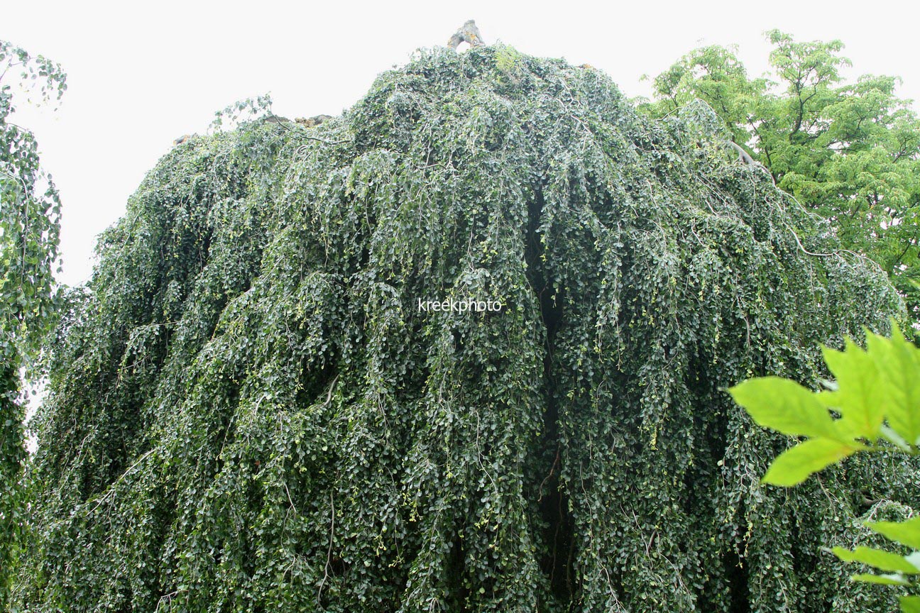 Fagus sylvatica 'Pendula'