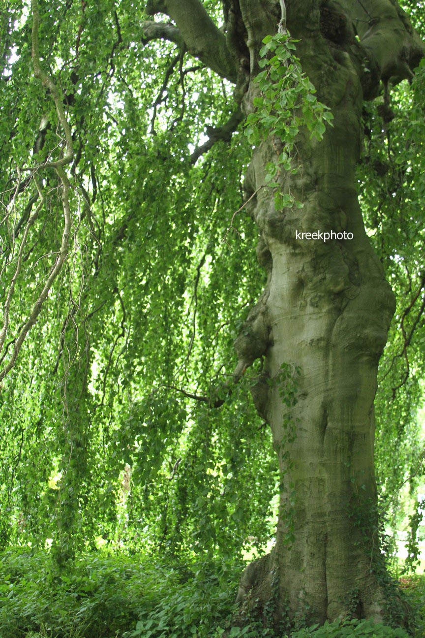 Fagus sylvatica 'Pendula'