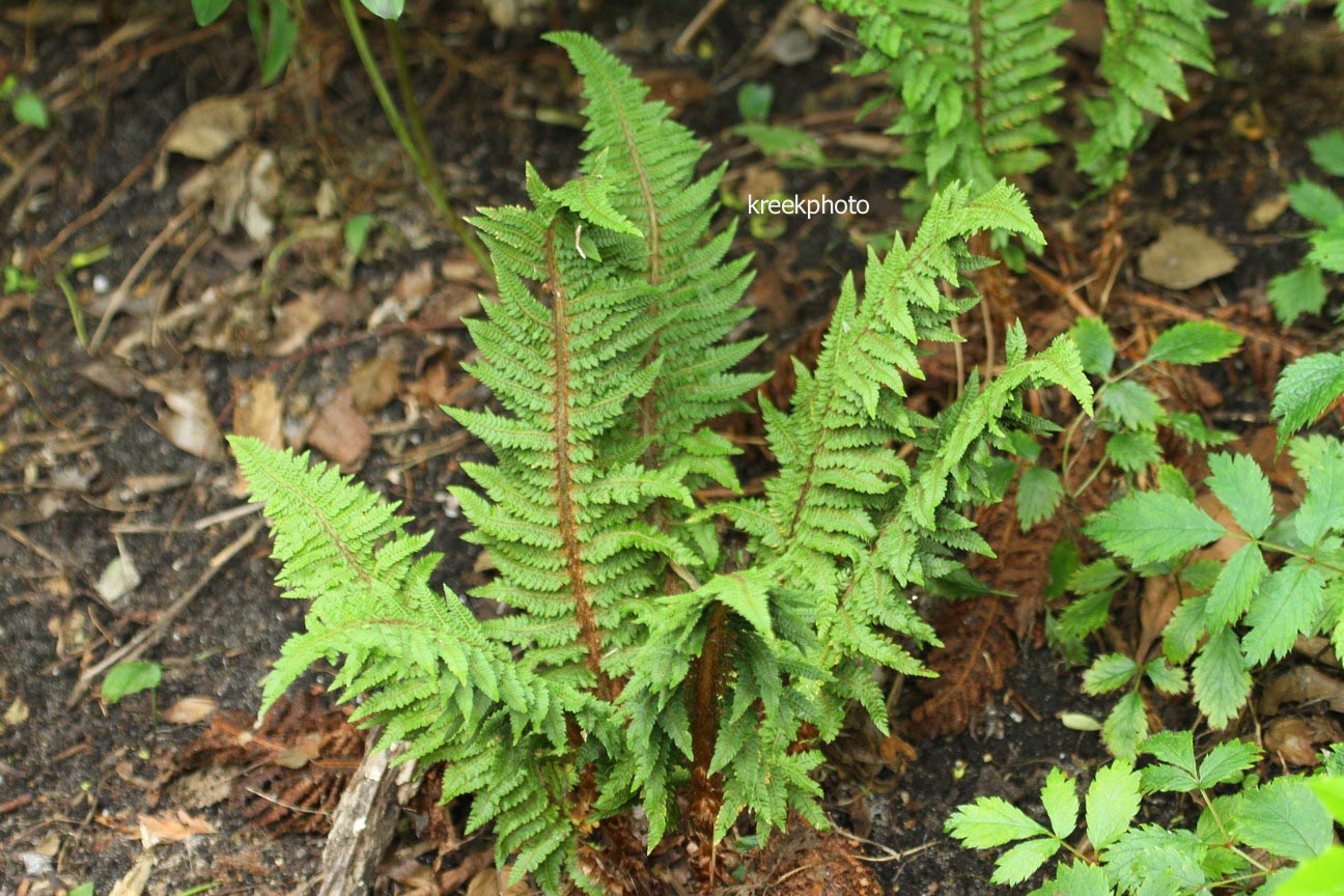 Polystichum setiferum 'Congestum'