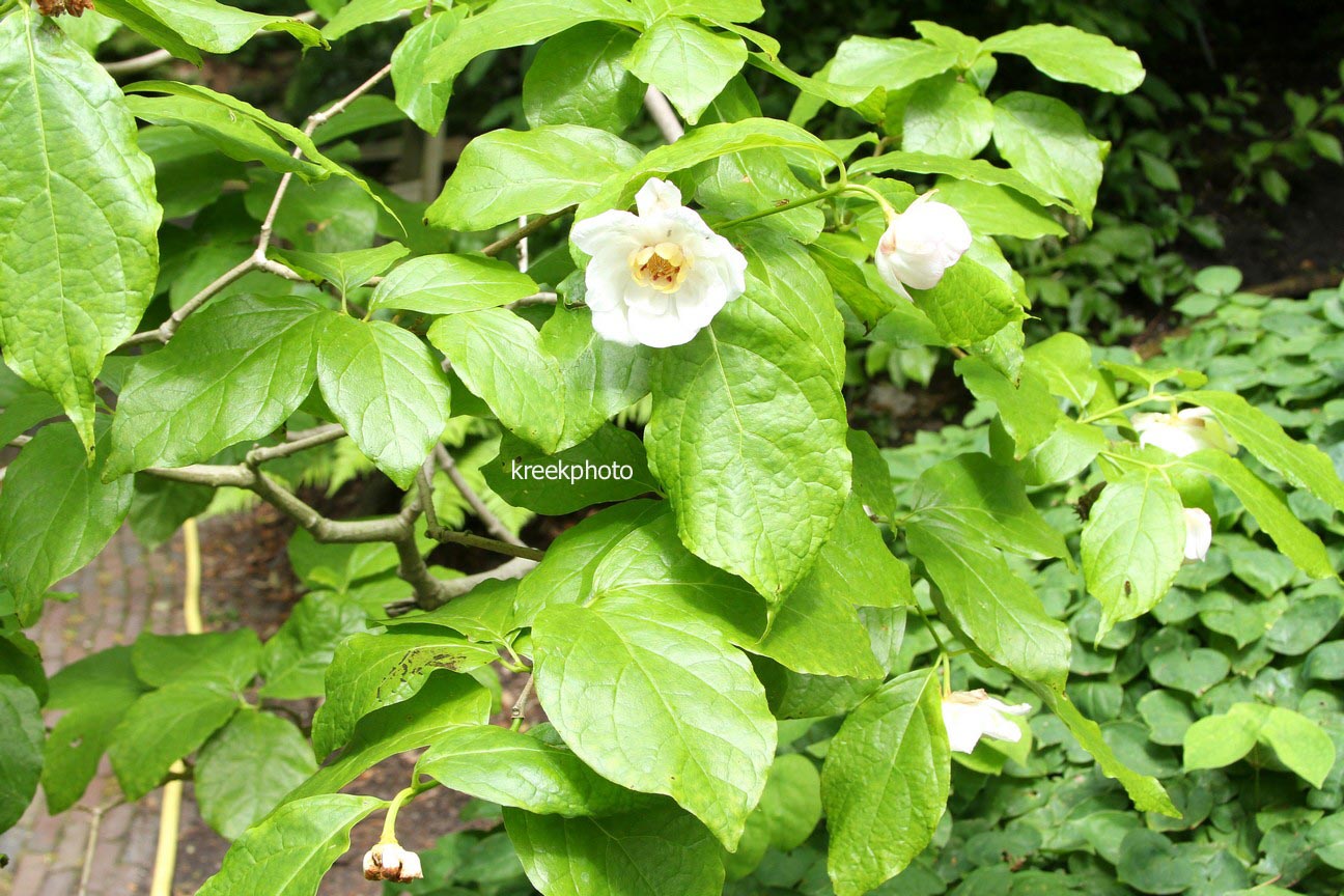 Calycanthus chinensis