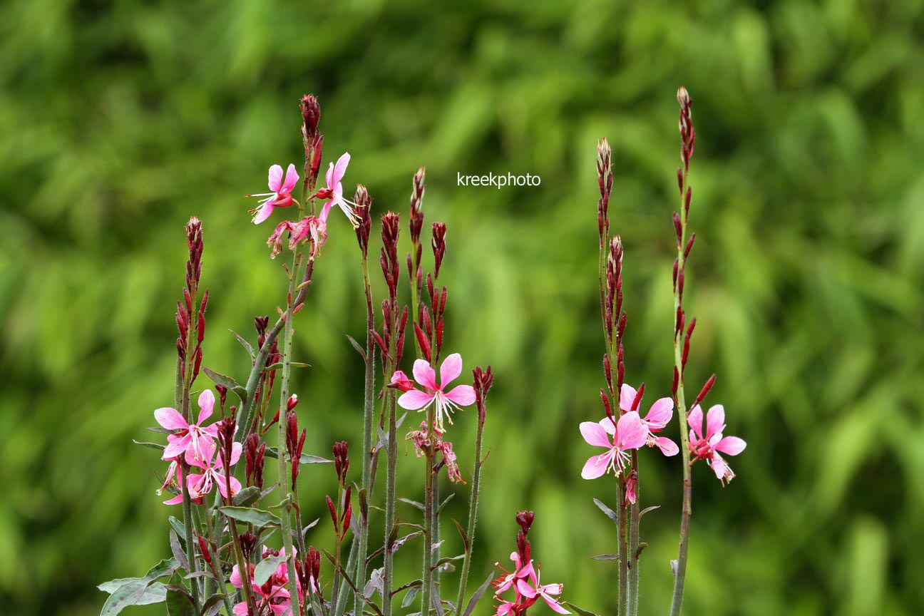 Gaura lindheimeri 'Pink Dwarf'