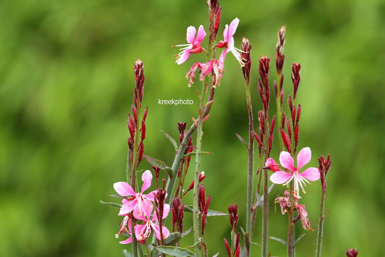 Gaura lindheimeri 'Pink Dwarf'