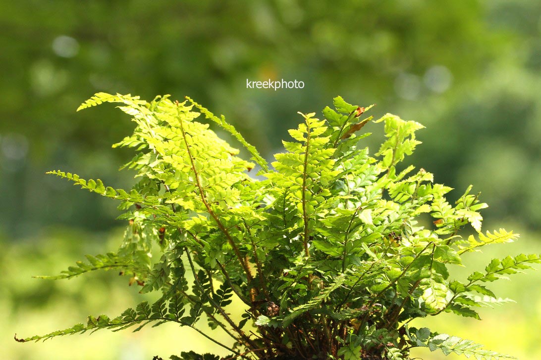 Polystichum makinoi