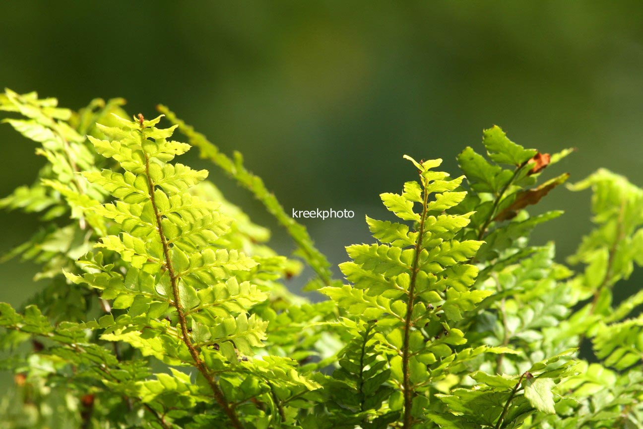 Polystichum makinoi