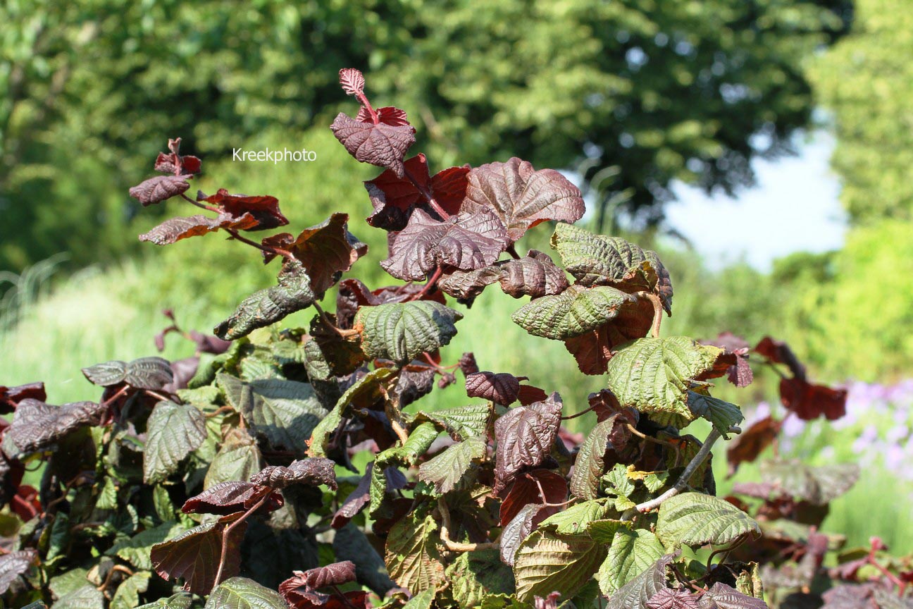 Corylus avellana 'Red Majestic'