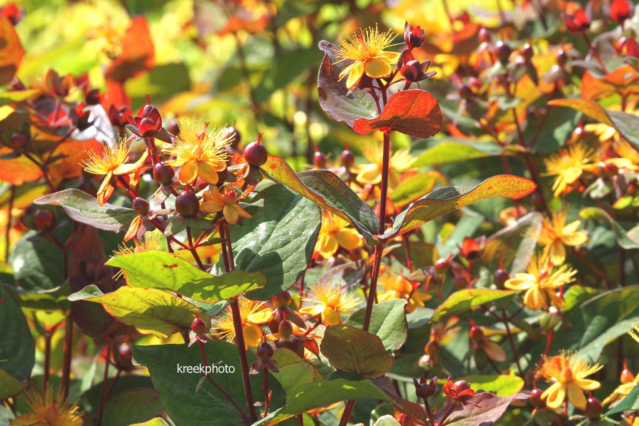 Hypericum inodorum 'Kolmuni' (MAGICAL UNIVERSE)