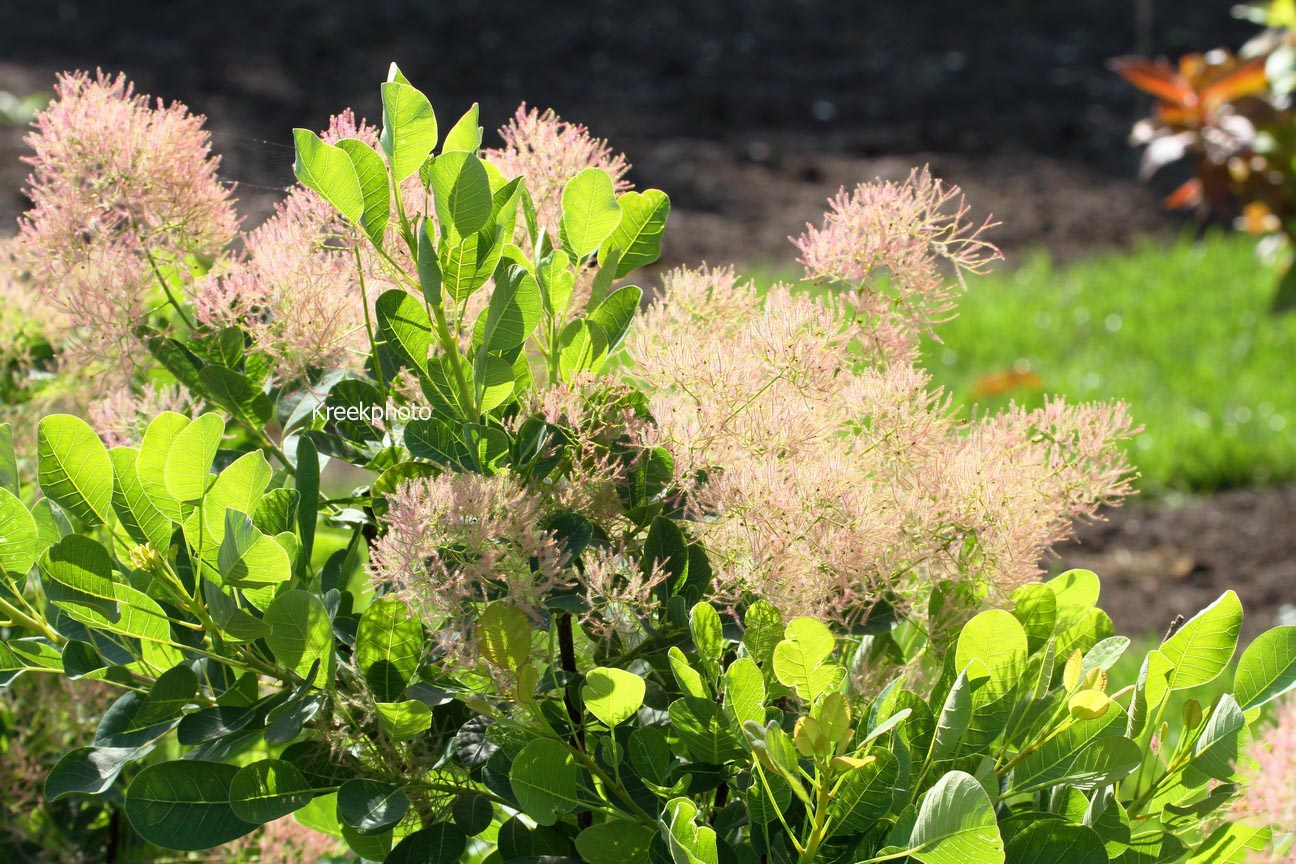 Cotinus coggygria 'Young Lady'