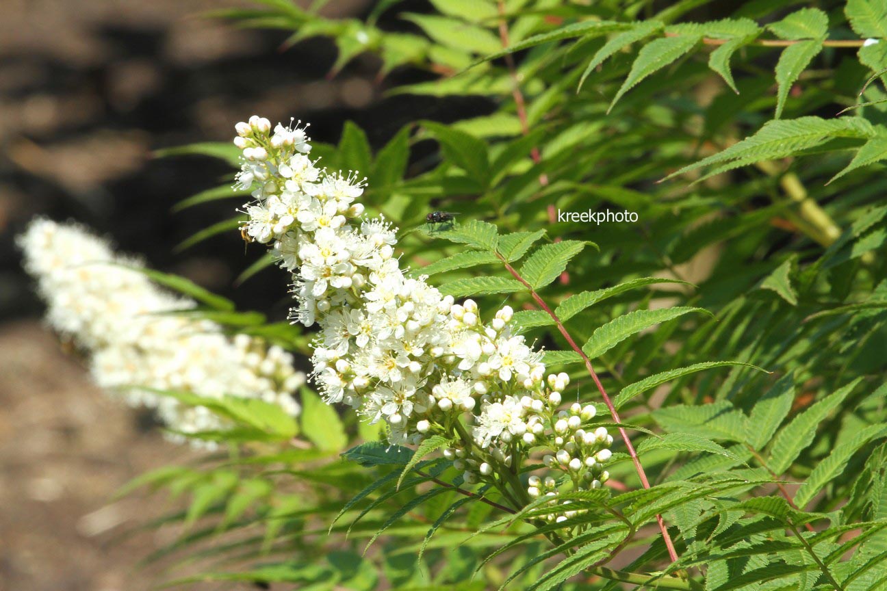 Sorbaria sorbifolia 'Sem'