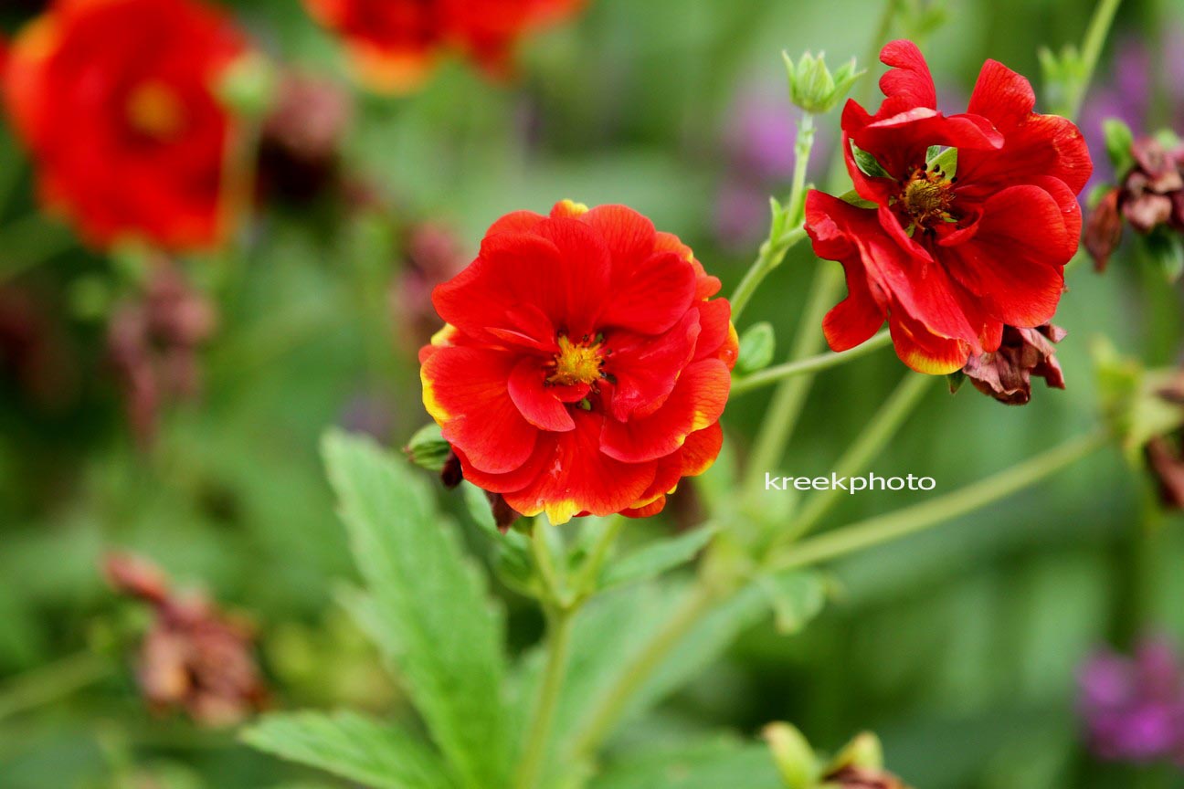 Potentilla 'Volcan'