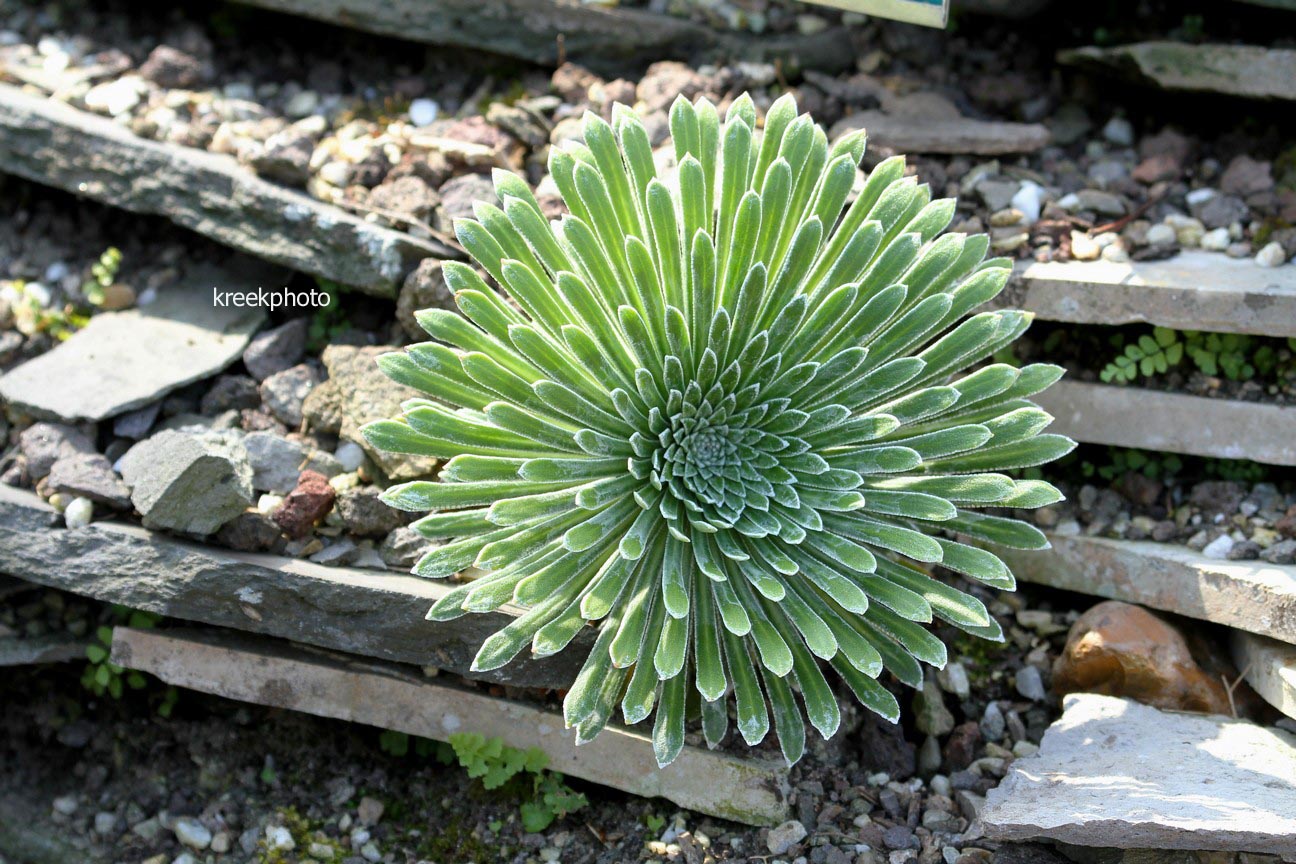 Saxifraga longifolia