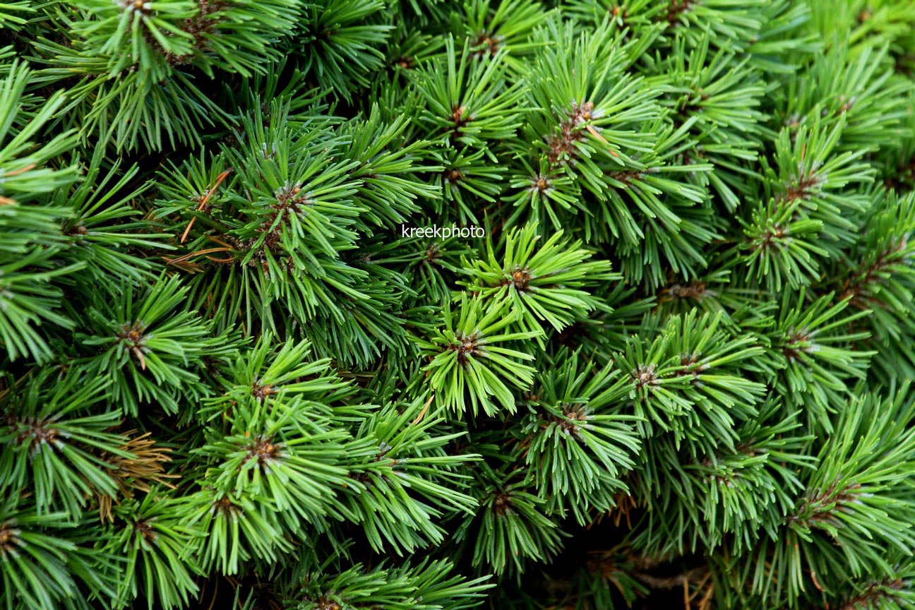 Pinus mugo 'Mini Mops'