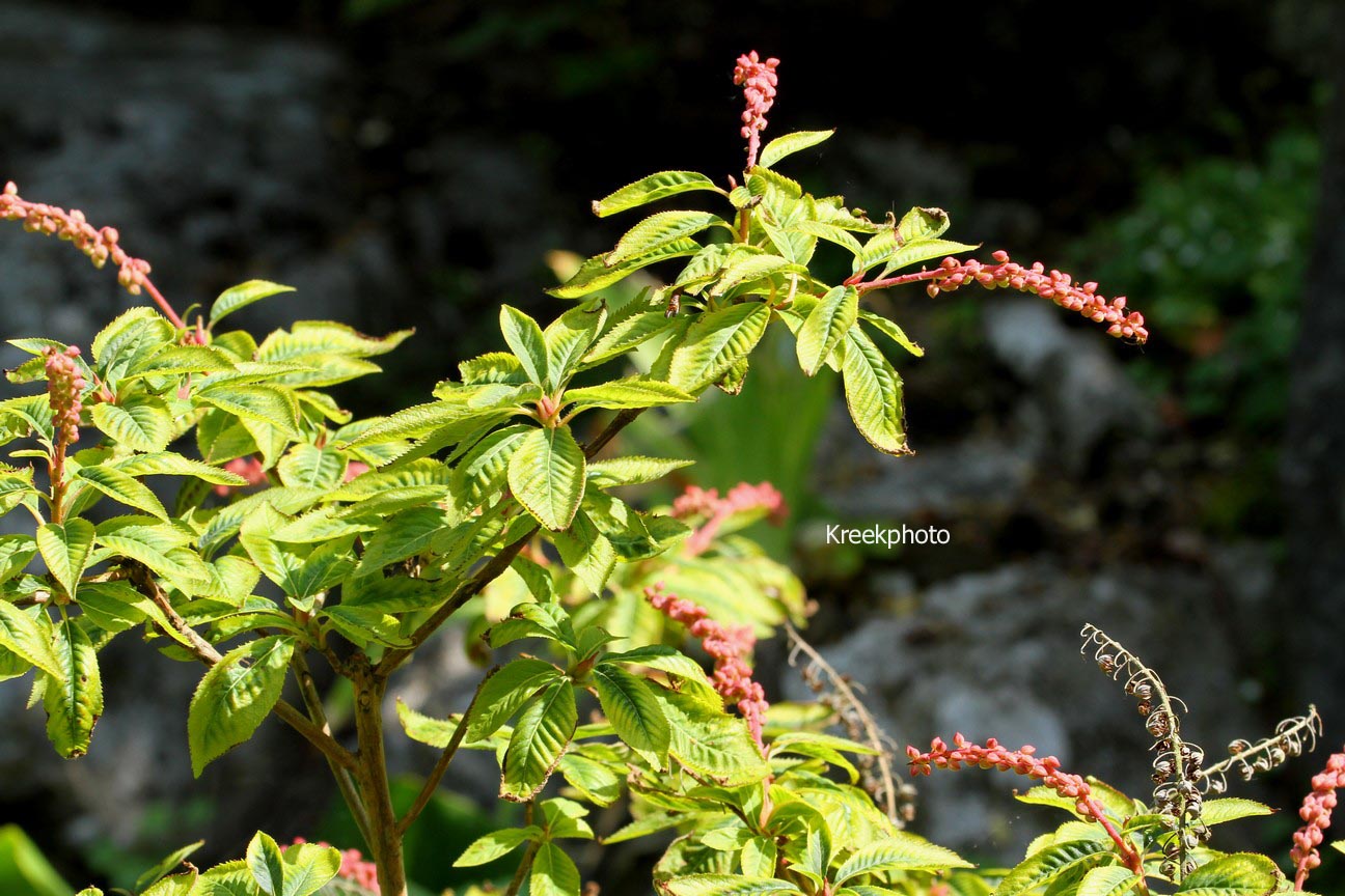 Clethra delavayi