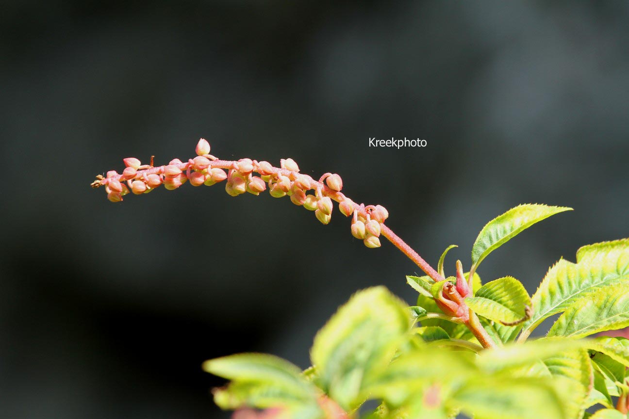 Clethra delavayi