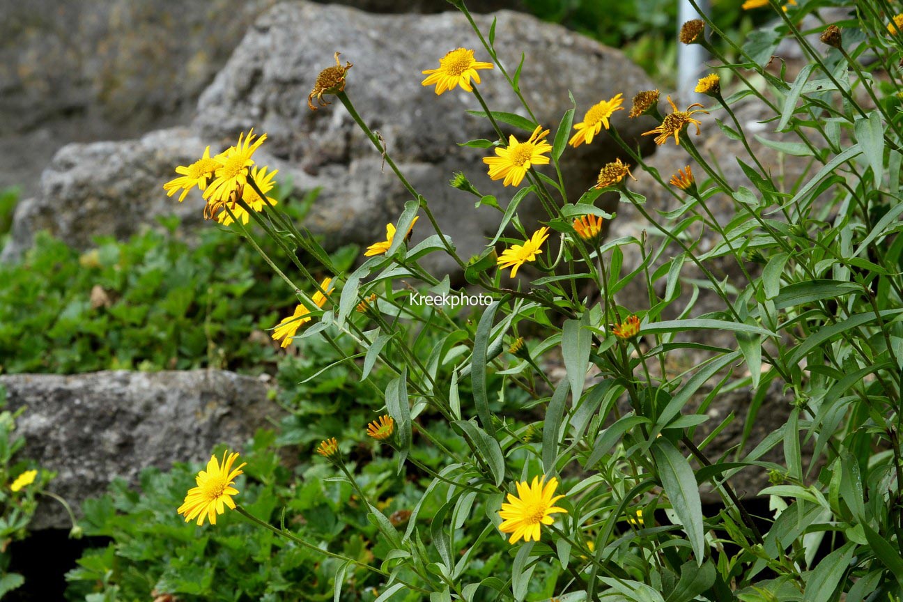 Buphthalmum salicifolium