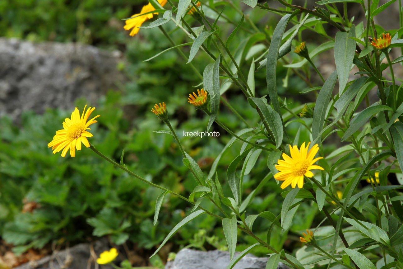 Buphthalmum salicifolium