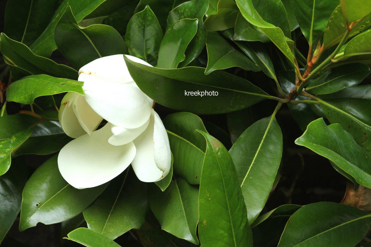 Magnolia grandiflora