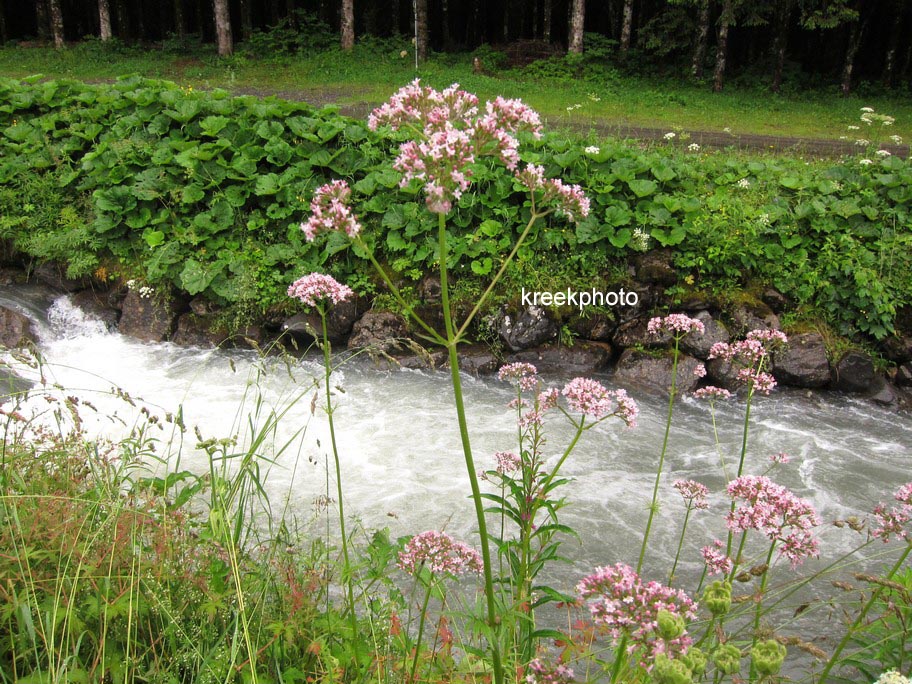 Valeriana officinalis