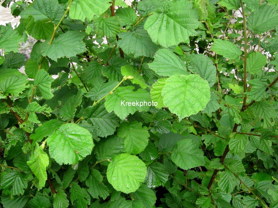 Corylus avellana