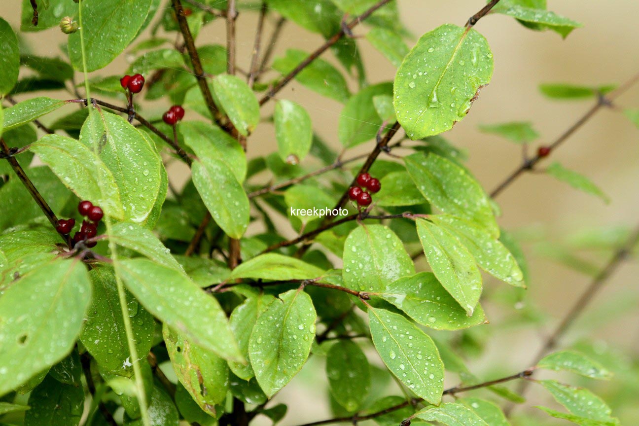 Lonicera xylosteum