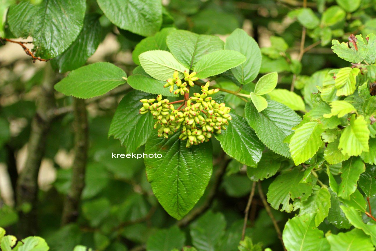 Viburnum lantana