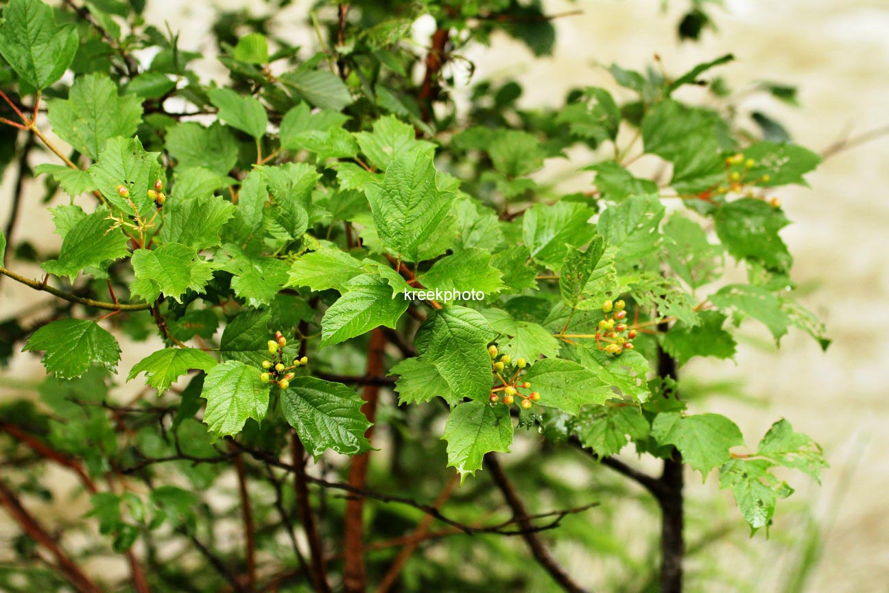 Viburnum opulus