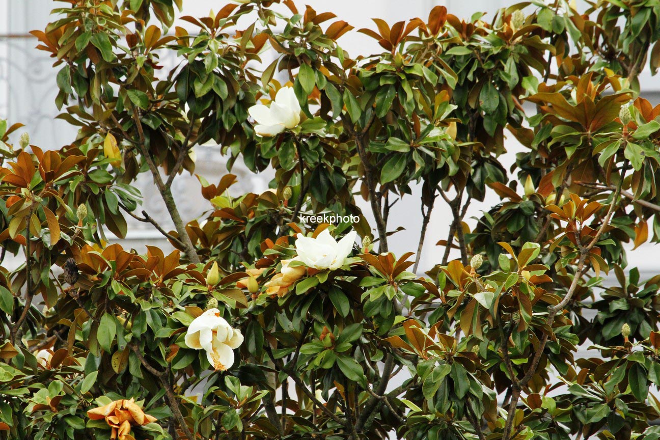 Magnolia grandiflora