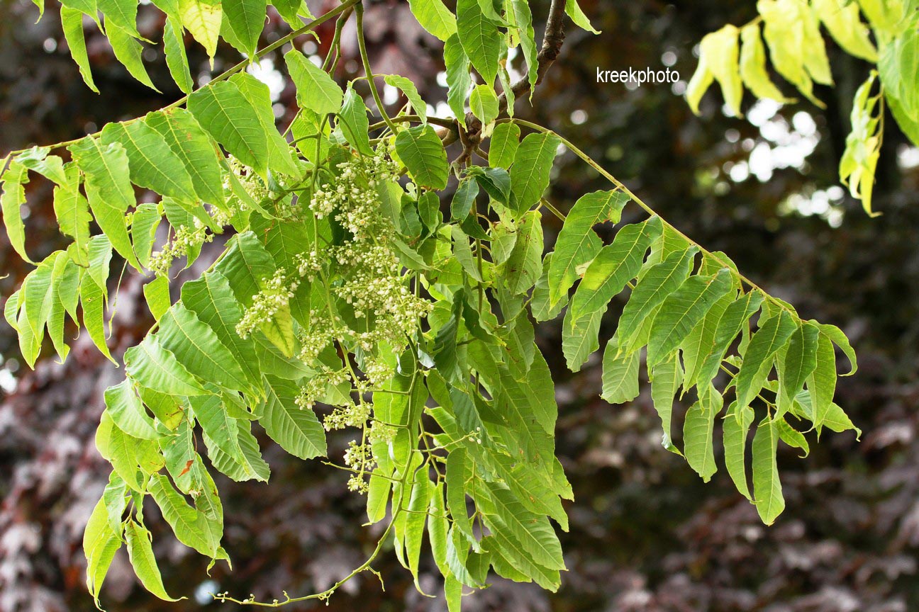 Toona sinensis