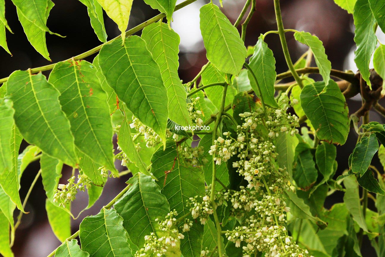 Toona sinensis