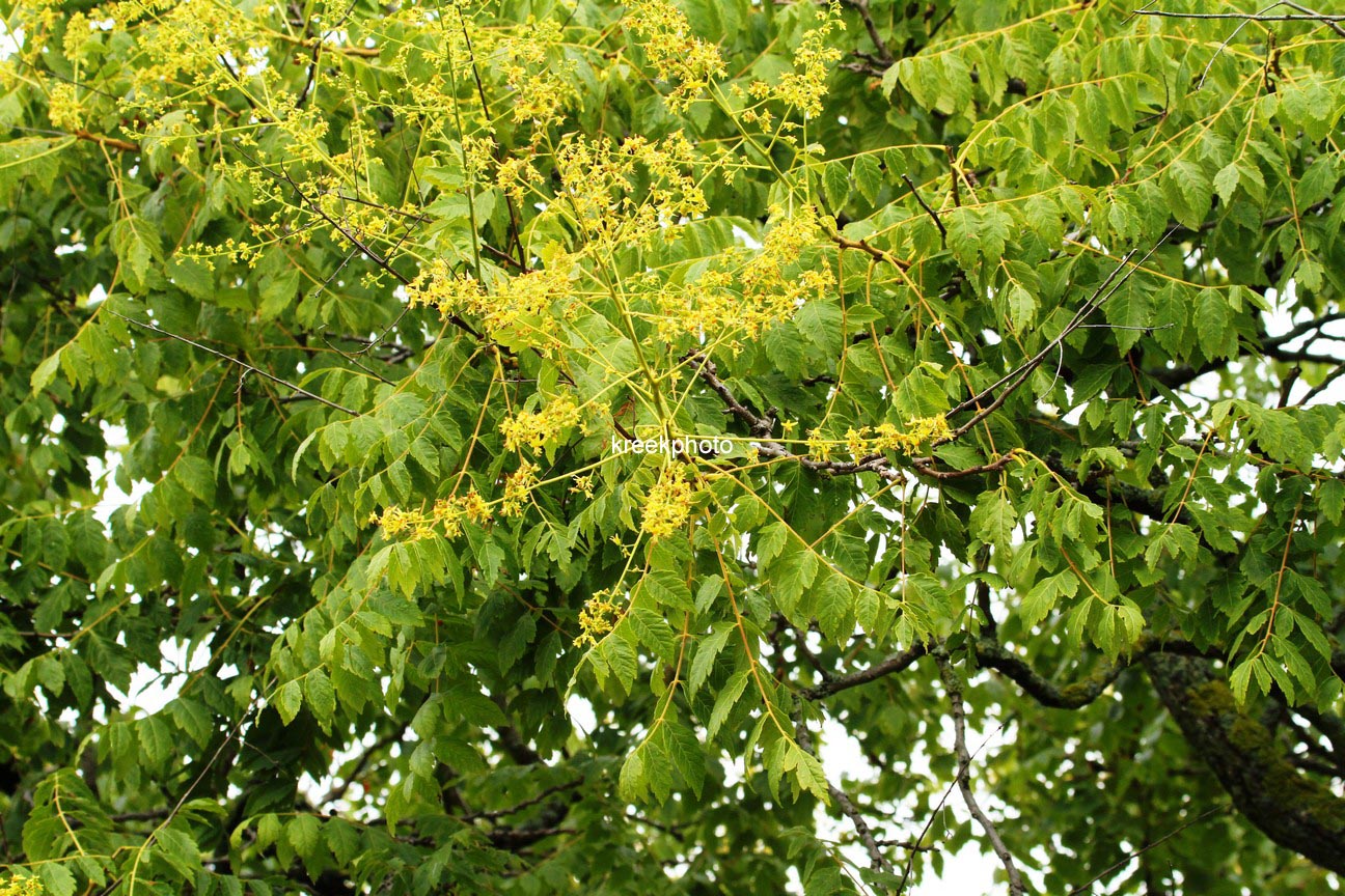 Koelreuteria paniculata