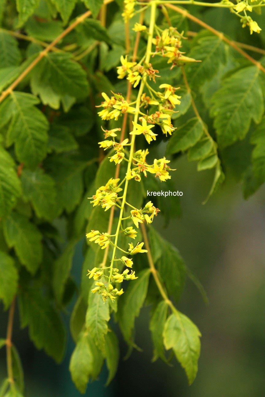 Koelreuteria paniculata