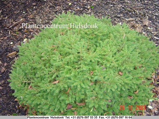 Picea abies 'Nidiformis'